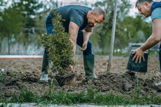 Lawn Grading and Leveling in Marion, MT